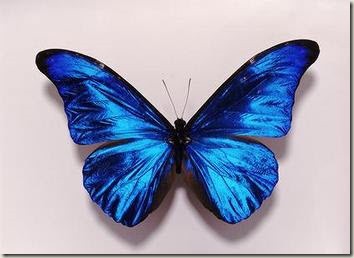 Mariposaimage